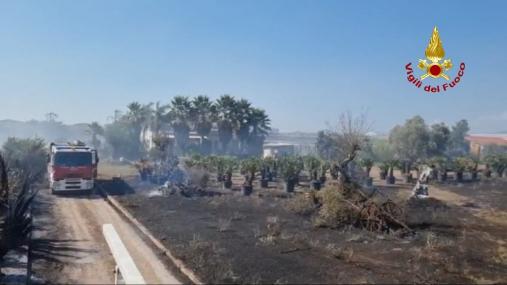 Vasto incendio in un'azienda di fioricultura a Sabaudia