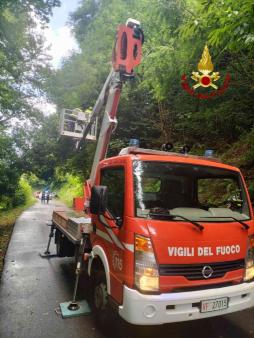 Alberi pericolanti appoggiati a cavi elettrici in Valsesia