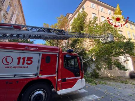 I Vigili del fuoco rimuovono un grosso albero caduto in strada