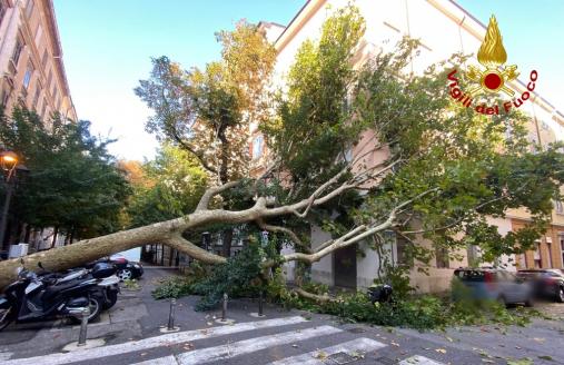 I Vigili del fuoco rimuovono un grosso albero caduto in strada