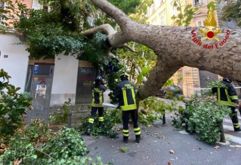 I Vigili del fuoco rimuovono un grosso albero caduto in strada