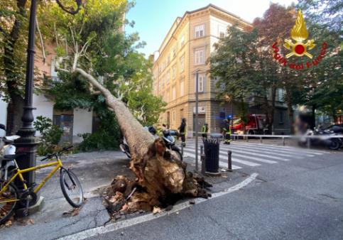 I Vigili del fuoco rimuovono un grosso albero caduto in strada