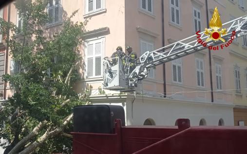 I Vigili del fuoco rimuovono un grosso albero caduto in strada