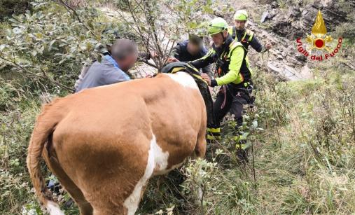 Mucca scivola in un dirupo: salvata dai Vigili del fuoco
