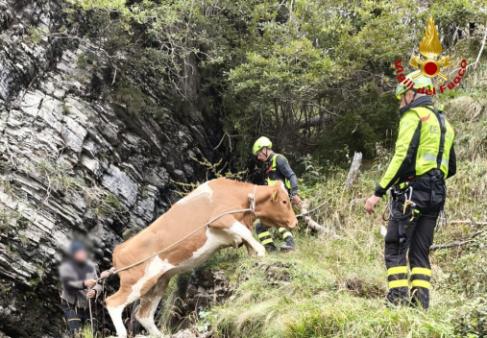 Mucca scivola in un dirupo: salvata dai Vigili del fuoco