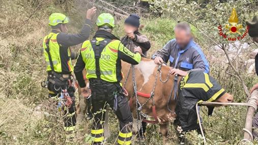 Mucca scivola in un dirupo: salvata dai Vigili del fuoco