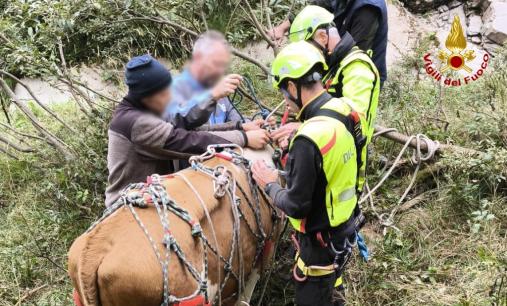 Mucca scivola in un dirupo: salvata dai Vigili del fuoco