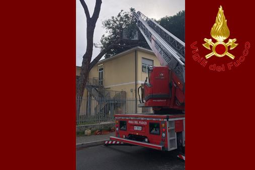 Messa in sicurezza di un ramo pericolante nel giardino di una scuola