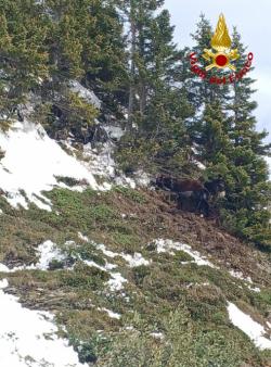 Un branco di cavalli e asini spaventati da un cane cadono in un dirupo in Val Visdende