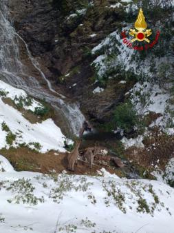 Un branco di cavalli e asini spaventati da un cane cadono in un dirupo in Val Visdende