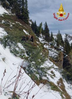 Un branco di cavalli e asini spaventati da un cane cadono in un dirupo in Val Visdende