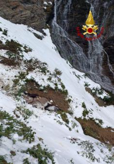 Un branco di cavalli e asini spaventati da un cane cadono in un dirupo in Val Visdende