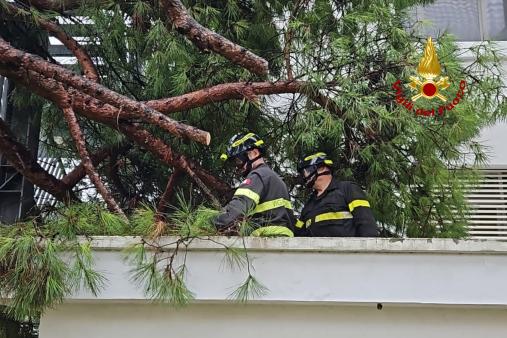 Albero pericolante a Senigallia