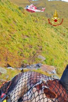 Soccorso bovino in Val Cavaione