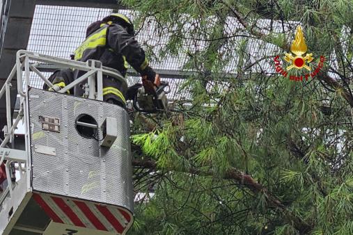Albero pericolante a Senigallia