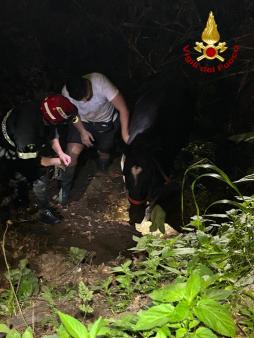 Recuperato cavallo a Tropea