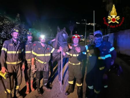 Recuperato cavallo a Tropea