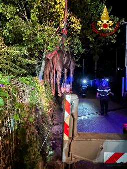Recuperato cavallo a Tropea
