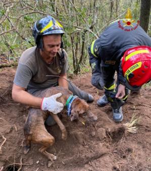 Fulmine appena recuperato dal personale VV.F.