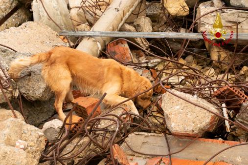 Nuove unità cinofile dei Vigili del Fuoco