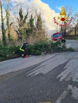 albero su sede stradale