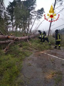 albero su sede stradale