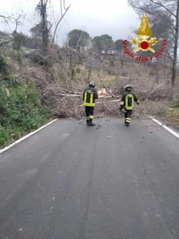 albero su sede stradale