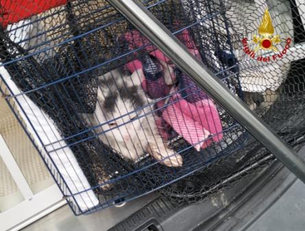 Sequals - soccorso gattino