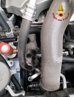 Sequals - soccorso gattino