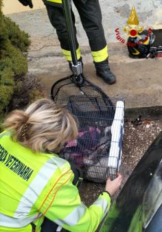 Sequals - soccorso gattino