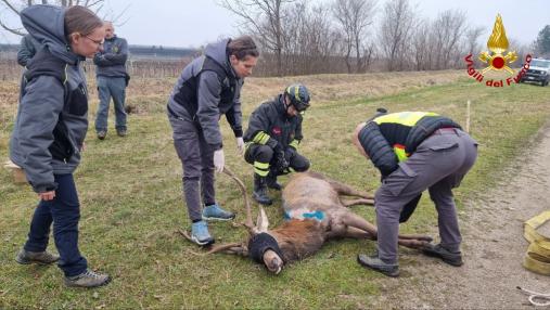 salvataggio cervo