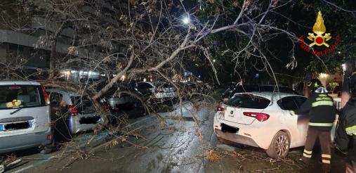 albero su autovettura