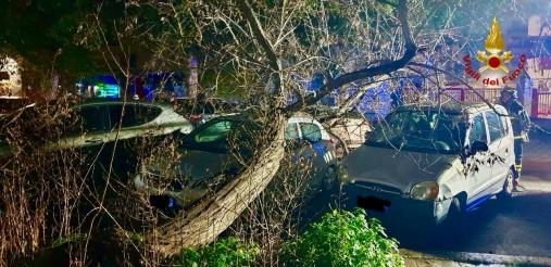 albero su autovettura