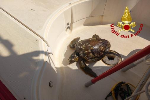 Tartaruga salvata a Catania