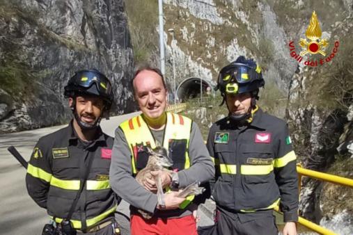 soccorso cucciolo di muflone