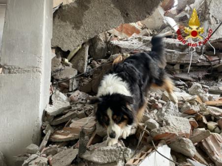 Addestramento cinofili