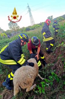 Soccorso animale