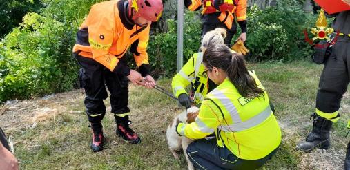 Soccorso cane