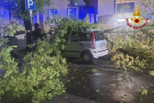 Caduta rami San Vito al Tagliamento