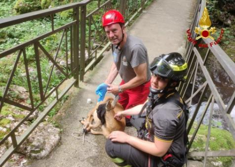 Salvataggio capriolo