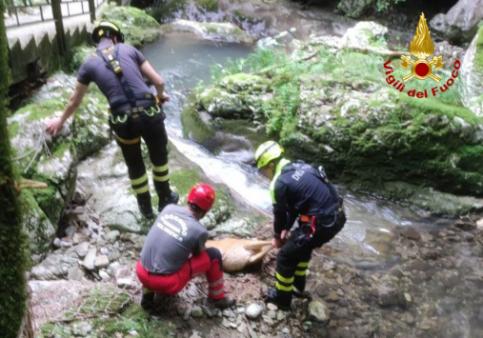 Salvataggio capriolo