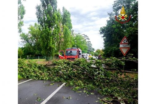 Vigili del fuoco impegnatia rimuovere alberi e rami caduti sulla see stradale