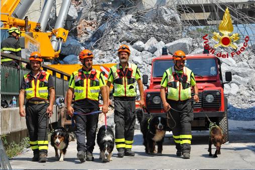 I nuclei cinofili dei vigili del fuoco impegnati sul ponte Morandi