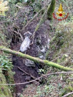 Salvataggio vitellina