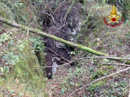 Salvataggio vitellina