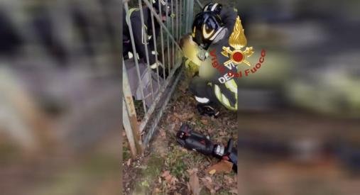 Muggia: soccorso capriolo