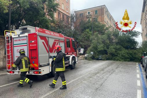 rimozione albero