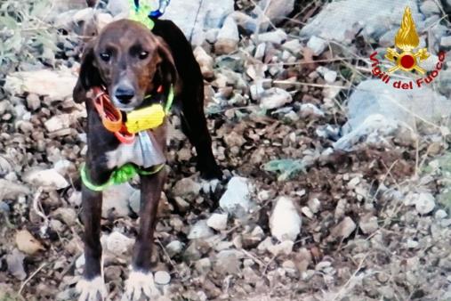 Supino recupero Cane