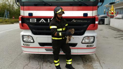 Ancona, salvato un rapace