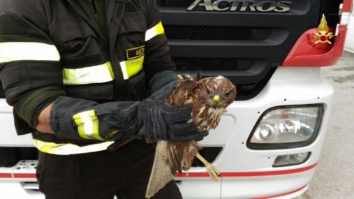 Ancona, salvato un rapace